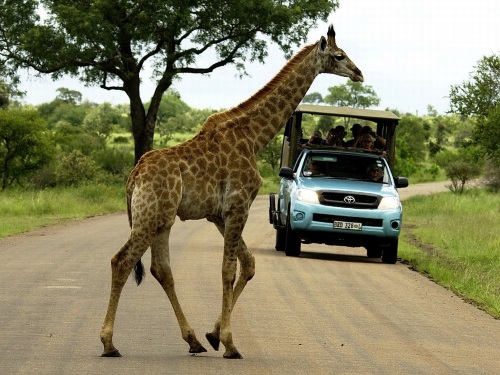 Kubu Safari Lodge safari